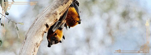 Krafttier Fledermaus