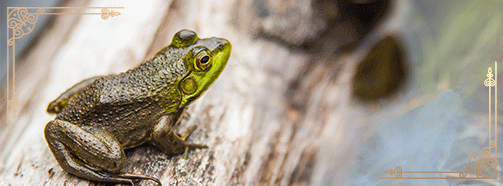 Krafttier Frosch