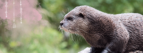 Krafttier Otter